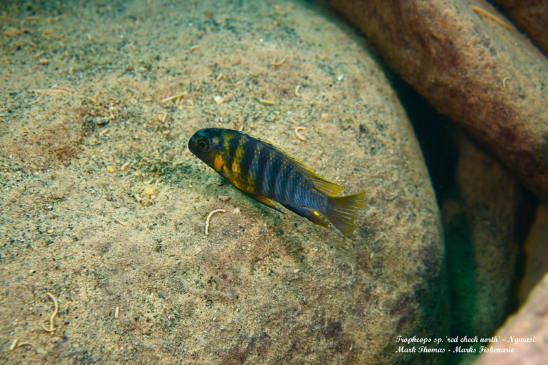 Tropheops sp. 'red cheek north' Ngwasi